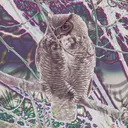 fettch