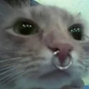 gxmluv