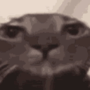 avatar ᲼᲼᲼᲼᲼᲼setdef