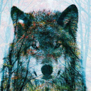 Timberwolf19911