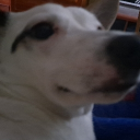 avatar salchipaponga