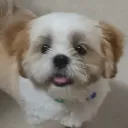gustabra