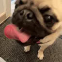 nyfrollas