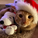 avatar ˙𐃷˙ lauratje