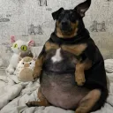 deadly_sniper. avatar