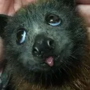 vamperlust