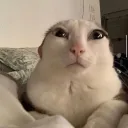 yaycher