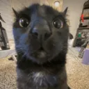 sillycalipitter