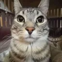 beepface