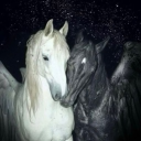 avatar 𝐦𝐚𝐣𝐚