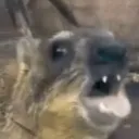captan's Avatar