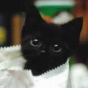 meowallthetime