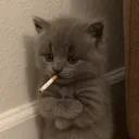 bamsi_
