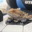 mrlizard5303