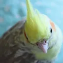 coco_yuri