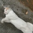 .bootyliciousnikk