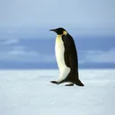 danisplays