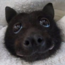 avatar @𝙘hocyano·′