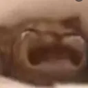 feliscatu