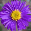 theflowerflora