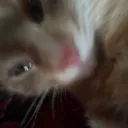 duplikatze