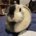 buggolis