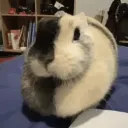 buggolis