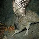 .kiwihawk