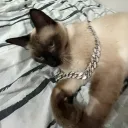 okmoosey
