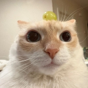 avatar 𝓒𝓪𝓹𝓹𝓾𝓬𝓬𝓲𝓷𝓸