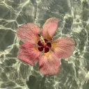 rish_u