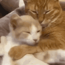 avatar ˚₊‧꒰ა 𝐀𝐊𝐀𝐑𝐈 ໒꒱ ‧₊˚.