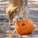 adhd_coyote7770