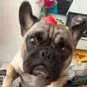 notjavi__