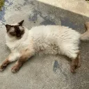 thefatninjacat