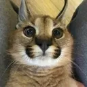 goodolfrank