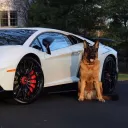 formeddog
