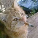 meowza.mkv