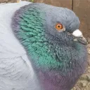 somepigeon