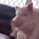 avatar 1,90m Berliner