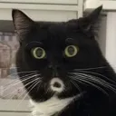 npc_renesha