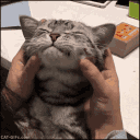 avatar Johncatman