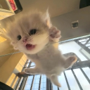 Discord Avatar