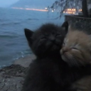 avatar jades good boy