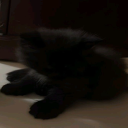 avatar jades good boy