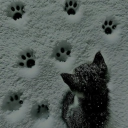 avatar chickfila got that sauce