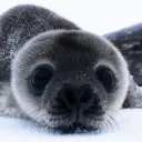 that_seal avatar