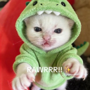 avatar 𝐊𝐢𝐭𝐭𝐞𝐧