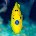 weirdfishes1777