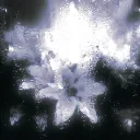 verva1_n